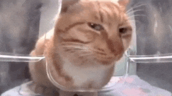 Weird Cat Meme
