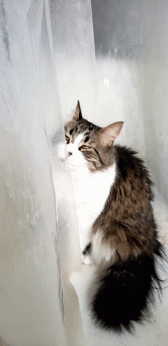 Weirdo Shower GIF