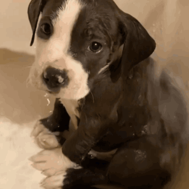 Wet Puppy Bathing Puppy GIF