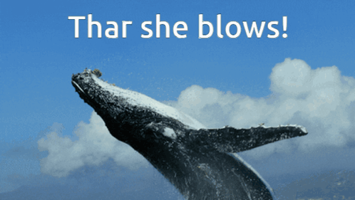 Whale Thar She Blows GIF