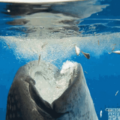 Whale Whale Sharks GIF