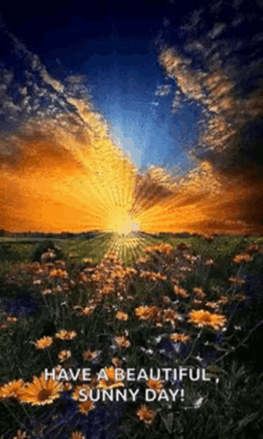 What A Sunny Day GIF