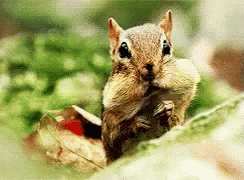 What Are GIF