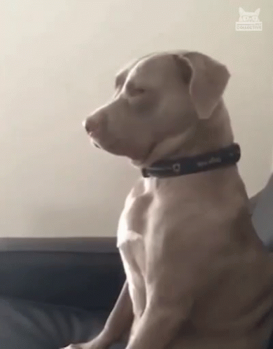 What Are You Looking At What Do You Want GIF