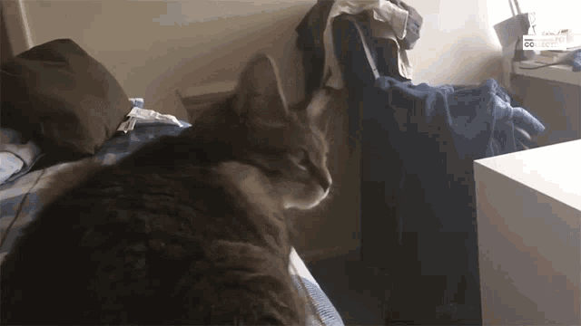 What Excuse Me GIF