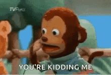 What Monkey GIF