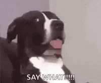 What Say What GIF