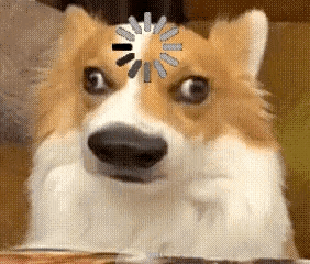 What The Dog Dog Loading GIF
