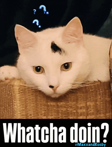 Whatcha Doin Whatcha Doing GIF