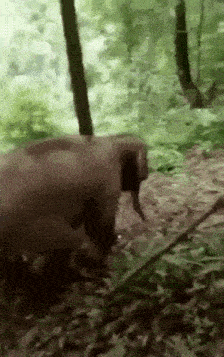 Wheee Veramesi GIF