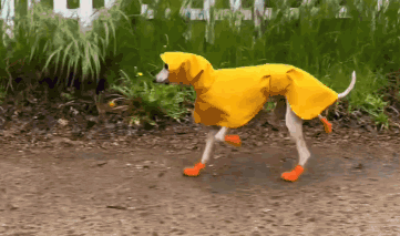 Whippet Whipet GIF