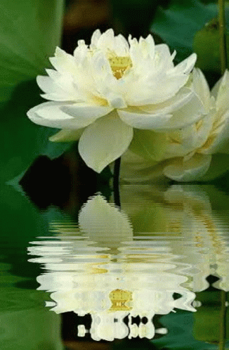 White Lotus Flower Water GIF