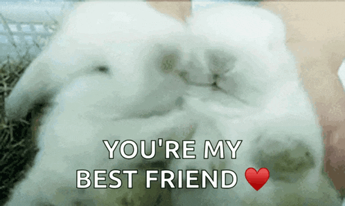 White Rabbits GIF