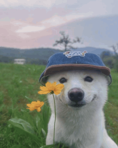 White Shiba Eating A Flower GIF