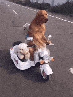 Who Let The Dogs Out We Rock GIF