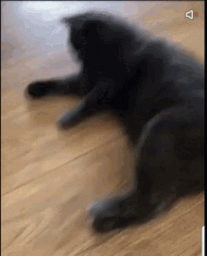 Wildfireuv GIF