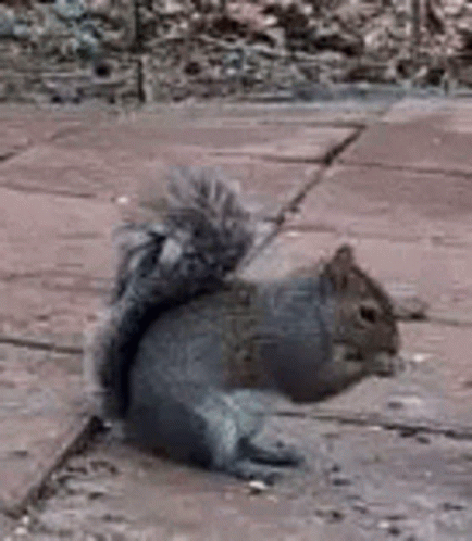 Wildlifecam Twitch GIF