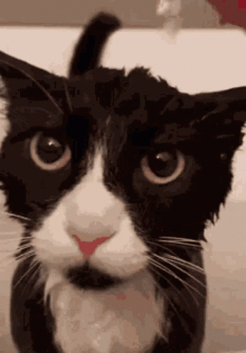 Wimble Cat GIF