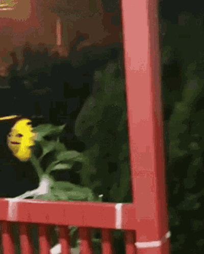 Wind Windy GIF