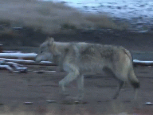 Wolf Northwestern Wolf GIF
