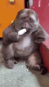 Xing Xingxing GIF