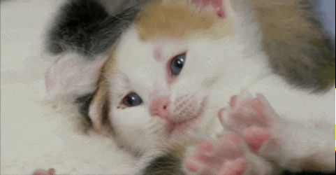 Yawn Cat GIF