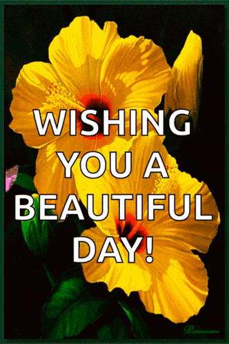 Yellow Habiscus Yellow Flower GIF