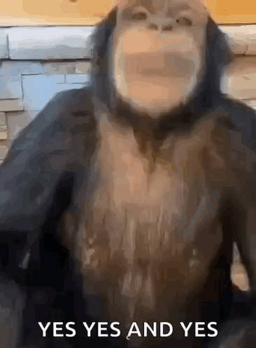 Yes Monkey GIF