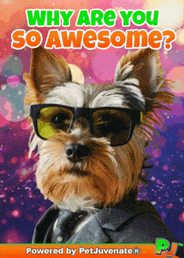 Yiur Are You Are Awesome GIF