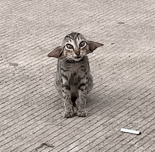 Yoda Cat Meme