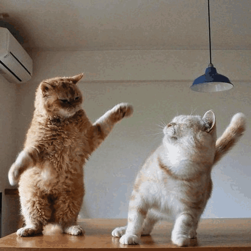Yoonmin Yoonmin Cat Fight GIF