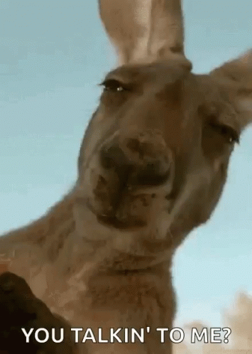 You Talking To Me Kangaroo GIF