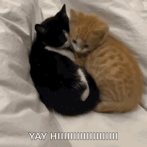 Yourarchivist Black Cat GIF