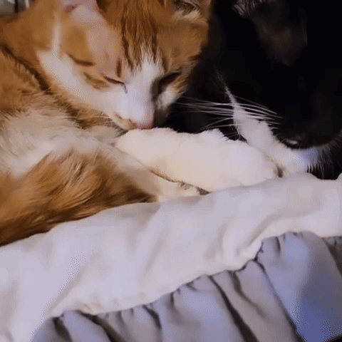 Yourarchivist Black Cat GIF