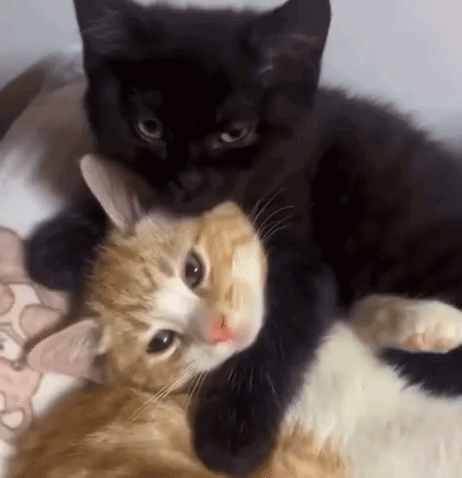 Yourarchivist Cute GIF