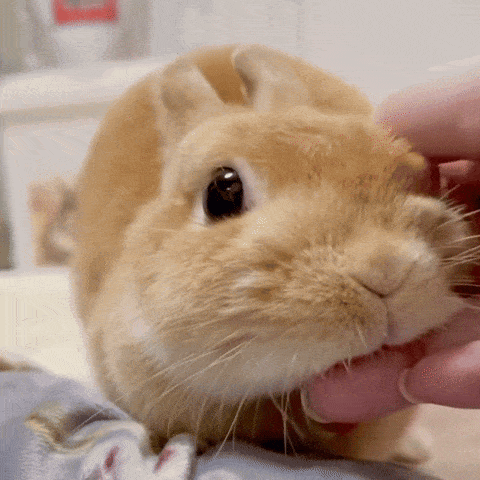 Yourarchivist Orange Bunny GIF