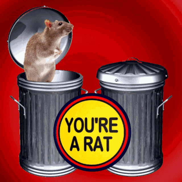 Youre A Rat Rats GIF
