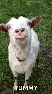 Yummy So GIF