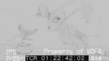 Yzma Flower GIF