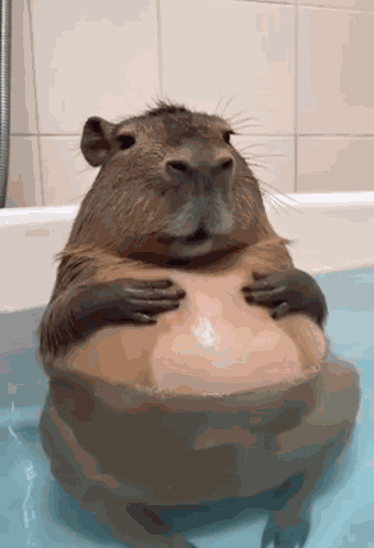 капибара GIF