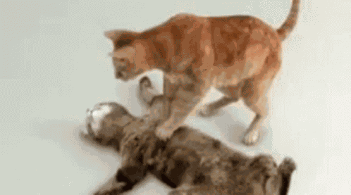 котик GIF