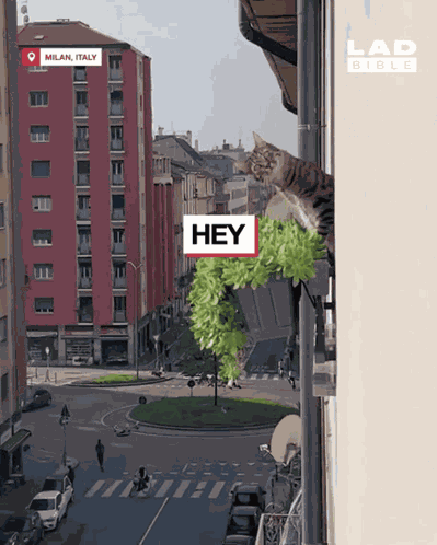 មើល សំលឹង GIF