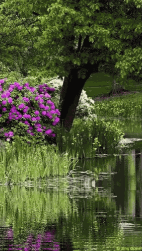 1234 Nature GIF