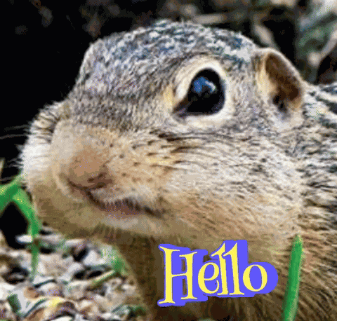 13 Lined Hello Thirteen Lined Squirrel Saying Hello GIF