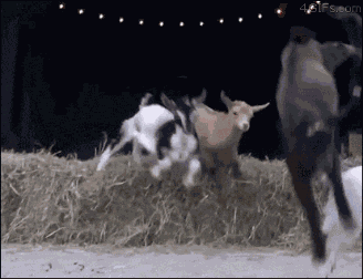 3333 GIF