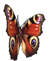3d Butterfly Red Butterfly Sticker