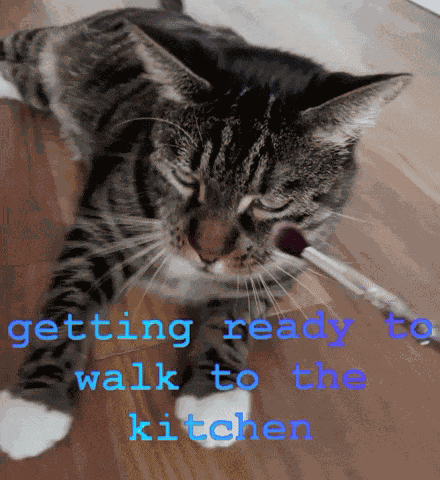 864mcs Cat Walking To The Kitchen GIF