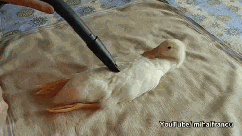A Duck That Actually Sits Still To Be Vacuumed GIF