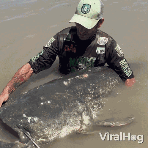 A Fisherman Catches Giant Catfish Viralhog GIF