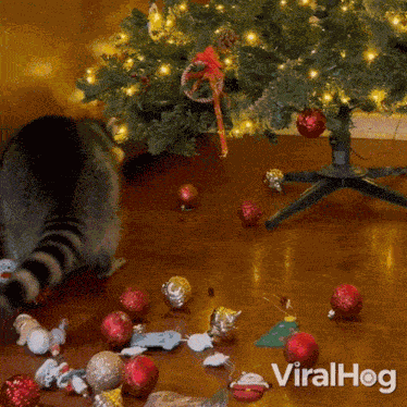 A Racoon Helps To Decorate The Christmas Tree Viralhog GIF